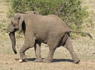 Elefant im Laufschritt, 23. Oktober 2011 - Krüger National Park, Südafrika
