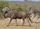Gnu und Zebras, 24. Oktober 2011 - Krüger National Park, Südafrika
