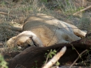 Unsere ersten Löwen, 24. Oktober 2011 - Krüger National Park, Südafrika
