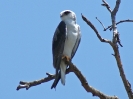 Gleitaar, 24. Oktober 2011 - Krüger National Park, Südafrika