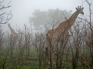 Giraffen im Nebel, 25. Oktober 2011 - Krüger National Park, Südafrika