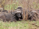 Büffel bei der Siesta, 25. Oktober 2011 - Krüger National Park, Südafrika