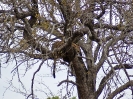 Ein Kätzchen im Baum... Leopard, 26. Oktober 2011 - Lower Sabie Road, Krüger National Park, Südafrika