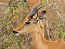 Junger Impala-Bock, 26. Oktober 2011 - Krüger National Park, Südafrika