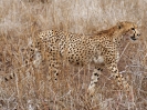 Gepard, 28. Oktober 2011 - Krüger National Park, Südafrika