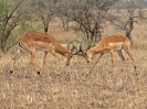 Kämpfende Impalas, 28. Oktober 2011 - Krüger National Park, Südafrika