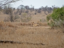 Löwinnen beim Ausruhen, 28. Oktober 2011 - Krüger National Park, Südafrika