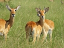 Uganda-Grasantilope, Queen Elizabeth Nationalpark, Uganda, Oktober 2016
