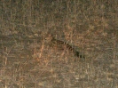 Ginsterkatze, 28. Oktober 2011 (Nachtsafari) - Krüger National Park, Südafrika