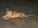 Löwin, 28. Oktober 2011 (Nachtsafari) - Krüger National Park, Südafrika