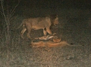 Familienglück, 28. Oktober 2011 (Nachtsafari) - Krüger National Park, Südafrika