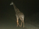 Giraffe, 28. Oktober 2011 (Nachtsafari) - Krüger National Park, Südafrika