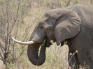 Elefant, 29. Oktober 2011 - Krüger National Park, Südafrika