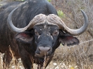 Kauender Büffel, 30. Oktober 2011 - Krüger National Park, Südafrika
