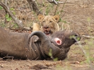 Junglöwe mit geschlagenem Büffel, 30. Oktober 2011 - Krüger National Park, Südafrika
