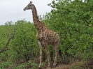 Nasse Giraffe, 1. November 2011 - Krüger National Park, Südafrika