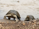 Turtles from Hell, 2. November 2011 - Krüger National Park, Südafrika