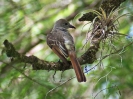 Gelbbauch-Schopftyrann, Audubon Corkscrew Swamp Sanctuary, Naples, Florida, Juli 2016