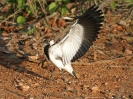 Junger Schmiedekiebitz, 2. November 2011 - Krüger National Park, Südafrika