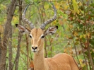 Impala, 3. November 2011 - Phalaborwa Road, Krüger National Park, Südafrika