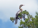 Anhinga, Crystal River State Preserve, Florida, Juli 2016