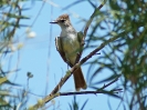Ash-throated Flycatcher, White Sands National Monument Visitor Center, New Mexico, Juli 2014