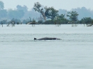 Irawaddy-Delphin, Don Khon Island, Süd-Laos, März 2016