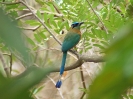 Blauscheitel-Motmot, Reserva Silvestre Privada Montibelli, in der Nähe von Managua, Nicaragua, April 2017