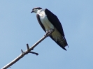 Fischadler, Rio Papturro, Refugio de Vida Silvestre Los Guatuzos, Nicaragua, April 2017