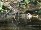 Krokodilkaiman, Rio Papaturro, Refugio de Vida Silvestre Los Guatuzos, Nicaragua, April 2017
