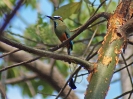 Türkisbrauen-Motmot, Reserva Silvestre Privada Montibelli, in der Nähe von Managua, Nicaragua, April 2017