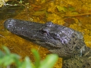 Alligator, Everglades Nationalpark, Florida, Juli 2016