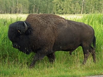 Prärie-Bison, Elk Island Nationalpark, Alberta, August 2019