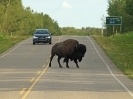 Prärie-Bison, Elk Island Nationalpark, Alberta, August 2019