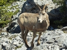 Dickhornschaf, Banff Nationalpark, Alberta, Juli 2019