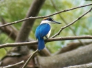 Pazifik-Kingfisher, Taveuni, Fiji, Oktober 2018