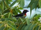 Black-fronted Flowerpecker, Labuan Bajo, Flores, Kleine Sundainseln, Indonesien, August 2018