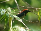 Black-fronted Flowerpecker, Labuan Bajo, Flores, Kleine Sundainseln, Indonesien, August 2018