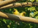 Molukkenbrillenvogel, Labuan Bajo, Flores, Kleine Sundainseln, Indonesien, August 2018