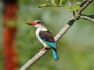 11-04_m_-_brown-hooded_kingfisher_20111124_1128759866