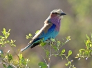 10-23_m_-_lilac-breasted_roller_20111124_1014051671