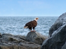 Weißkopfseeadler, Juan de Fuca Strait, Vancouver Island, British Columbia, Juli 2019