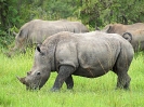 Breitmaulnashorn, Ziwa Rhino Sancturay, Uganda, Oktober 2016