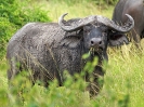 Afrikanischer Büffel, Queen Elizabeth-Nationalpark, Uganda, Oktober 2016