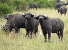 Afrikanischer Büffel, Queen Elizabeth-Nationalpark, Uganda, Oktober 2016