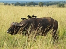 Afrikanischer Büffel, Murchison Falls-Nationalpark, Uganda, Oktober 2016