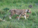 Löwe, Queen Elizabeth Nationalpark, Uganda, Oktober 2016