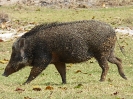 wildschwein-102