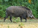 wildschwein-104