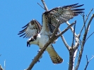 Fischadler, Everglades-Nationalpark, Florida, Juli 2016